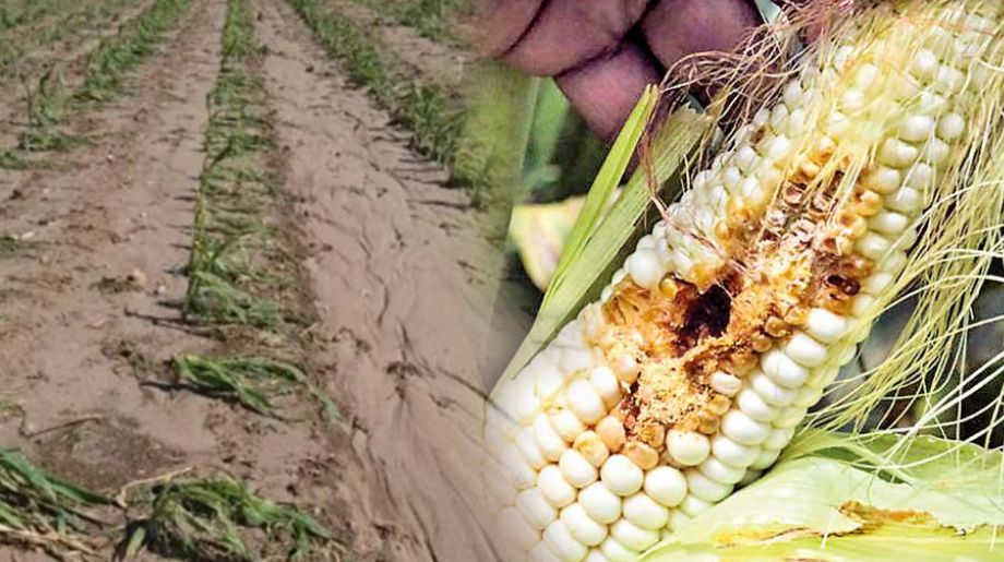 වගා හානි සිදුකරන සතුන් පාලන ක්රම කියන්න ජනතාවටත් අවස්ථාවක් වගා හානි සිදුකරන සතුන් පාලන ක්රම කියන්න ජනතාවටත් අවස්ථාවක්