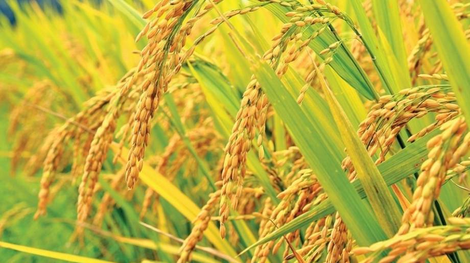 මහකන්නයේ වී මිලදී ගැනීම සඳහා ත්රිවිධ හමුදා සහාය මහකන්නයේ වී මිලදී ගැනීම සඳහා ත්රිවිධ හමුදා සහාය
