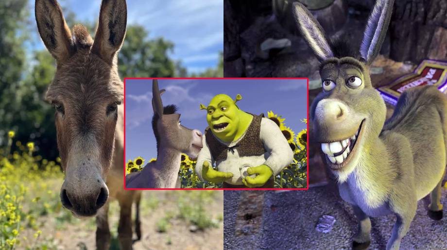 Shrek චිත්රපට මාලාවේ බූරු පැටියාගේ චරිතය නිර්මාණයට ආදර්ශ කරගත් ‘පෙරී’ අවසන් ගමන් යයි Shrek චිත්රපට මාලාවේ බූරු පැටියාගේ චරිතය නිර්මාණයට ආදර්ශ කරගත් ‘පෙරී’ අවසන් ගමන් යයි