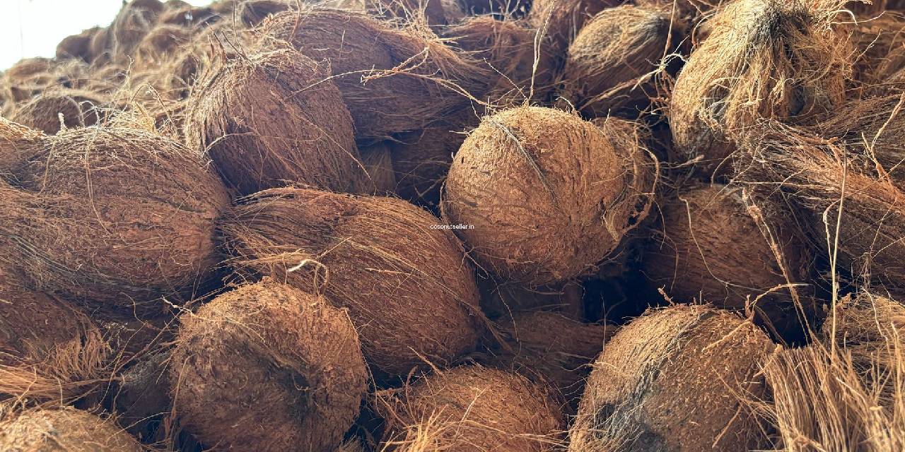 පොල් ආනයනය කරනවා කියපු කතාවේ ඇත්ත නැත්ත මෙන්න පොල් ආනයනය කරනවා කියපු කතාවේ ඇත්ත නැත්ත මෙන්න