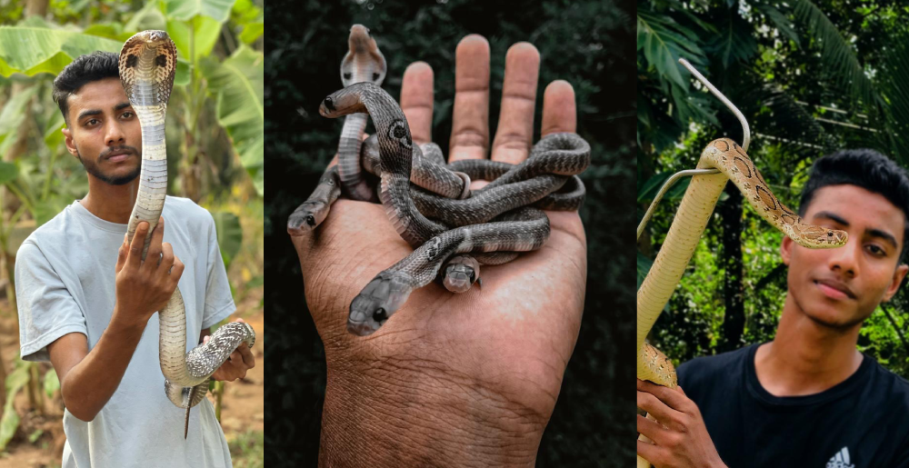 විෂඝෝර සර්පයන්ට ආදරය කරන 21 හැවිරිදි තරුණයා විෂඝෝර සර්පයන්ට ආදරය කරන 21 හැවිරිදි තරුණයා