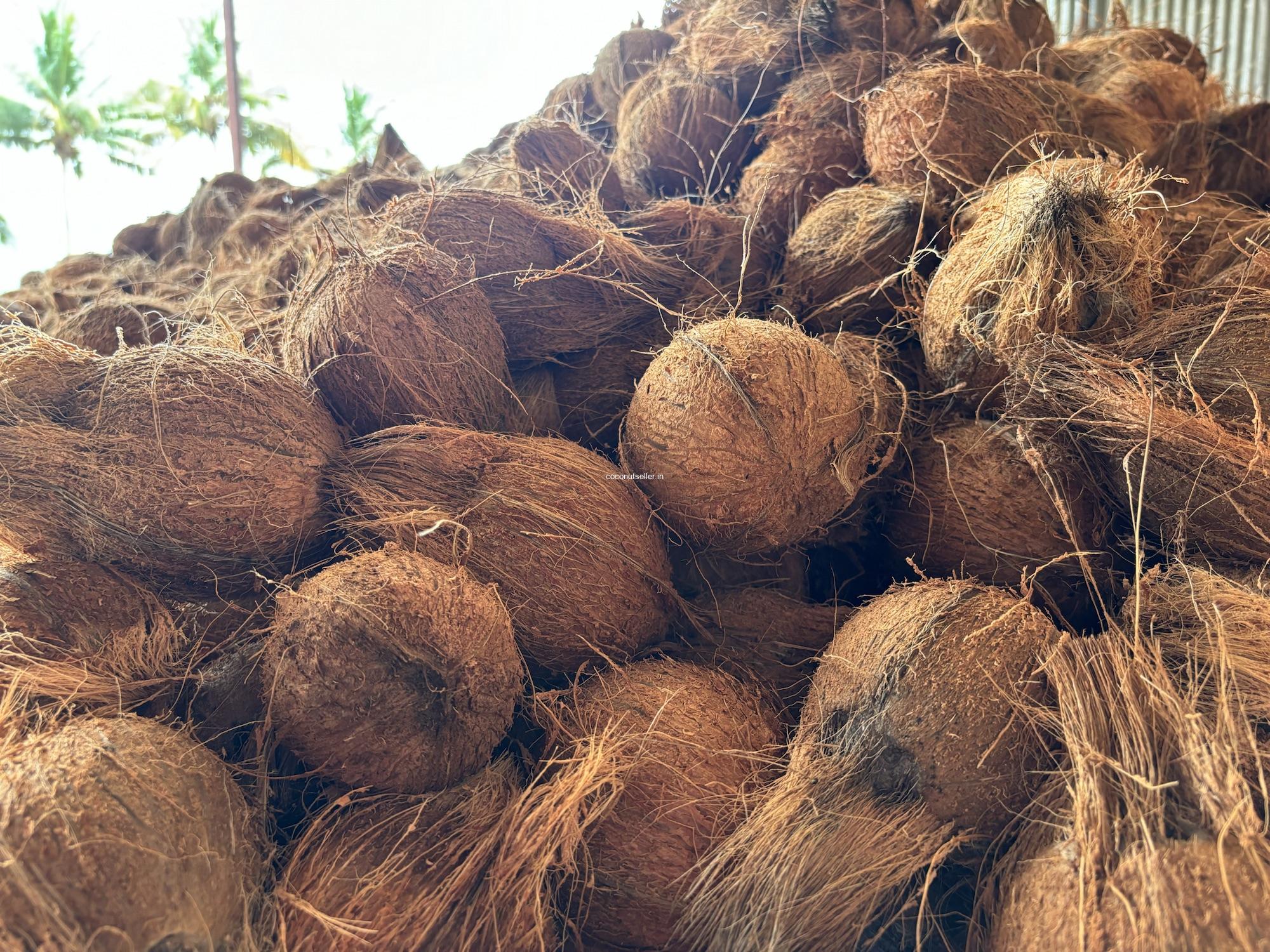 පොල් ආනයනයට අවසර ඉල්ලයි පොල් ආනයනයට අවසර ඉල්ලයි