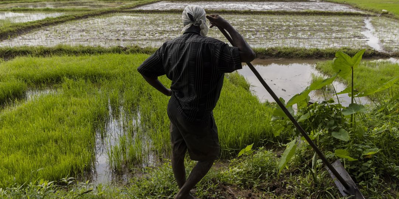 වගා නොකළ කුඹුරු ඉඩම් අක්කර 68,000ක් වගා නොකළ කුඹුරු ඉඩම් අක්කර 68,000ක්