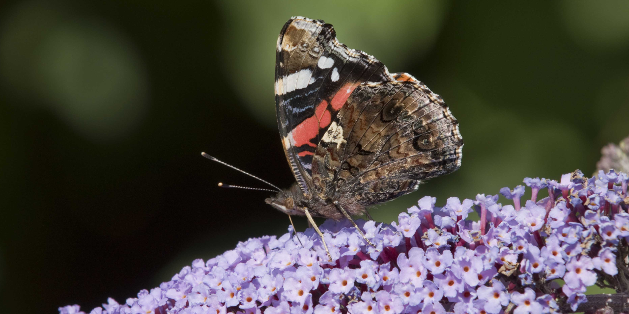 අමෙරිකාවේ සමනලුන් විශාල අනතුරක අමෙරිකාවේ සමනලුන් විශාල අනතුරක