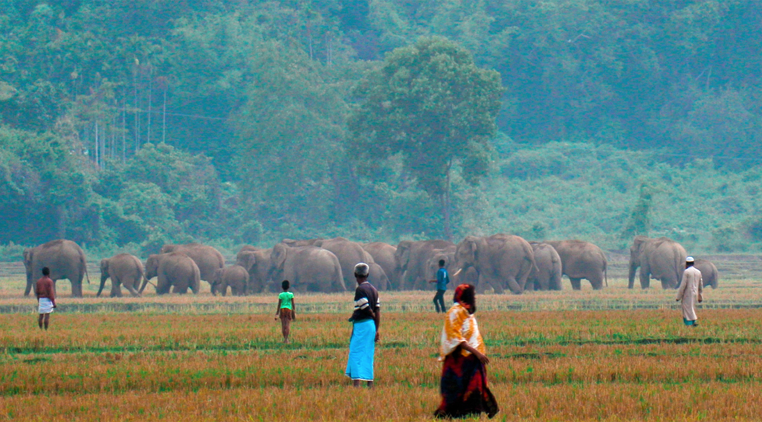 බංග්ලාදේශයේ අලි ඇතුන් අනතුරේ බංග්ලාදේශයේ අලි ඇතුන් අනතුරේ