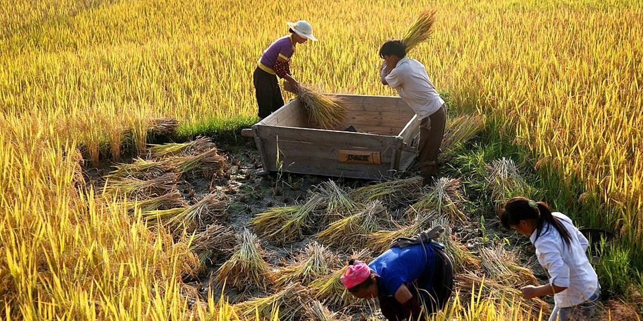 පසුගිය වසරේ මහ කන්නයේදී අක්කර 4471ක වී වගා කරලා පසුගිය වසරේ මහ කන්නයේදී අක්කර 4471ක වී වගා කරලා