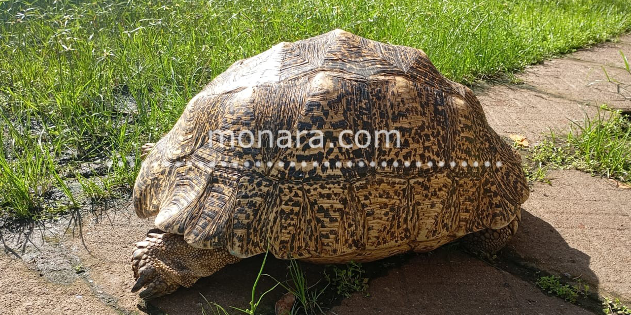 මීගමුව වෙරළට ආ යෝධ ඉබ්බන් තිදෙනා